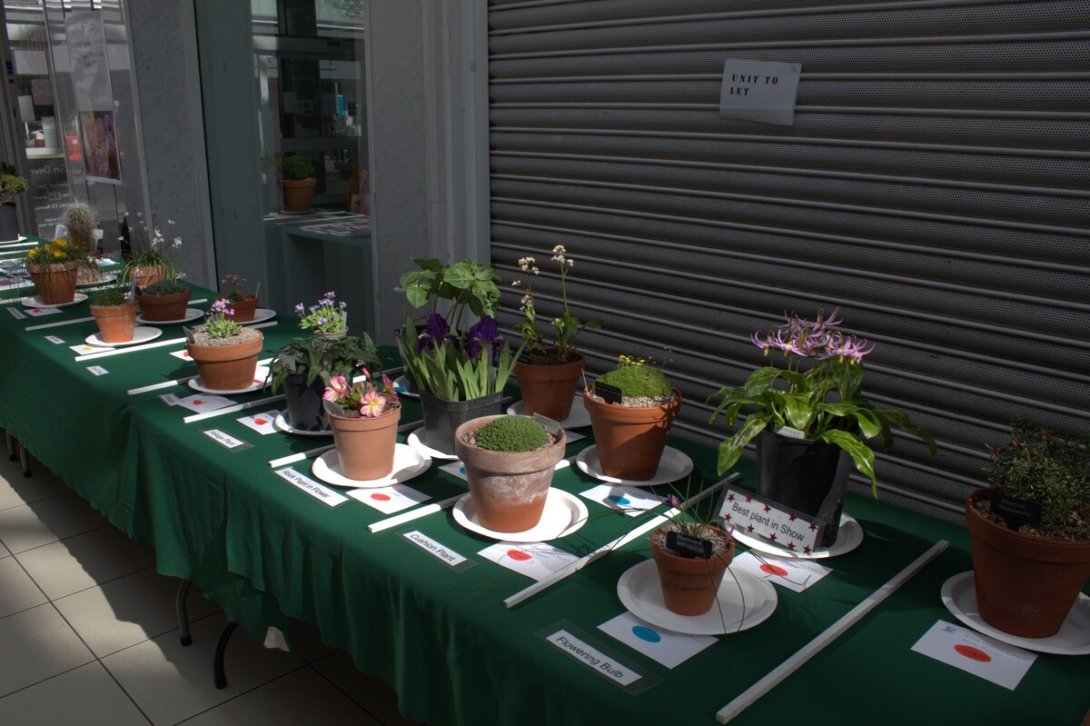 Spring Show 2026 NW Alpine Garden Society 